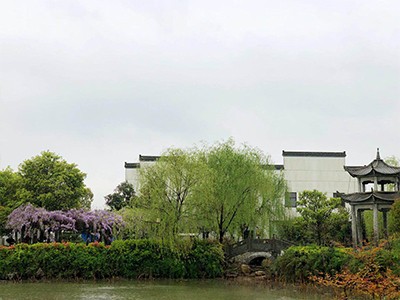 香根草一景觀(guān)設計應用