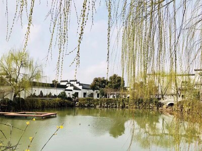 香根草一水土保持應用