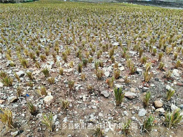 香根草系統在固岸上的作用