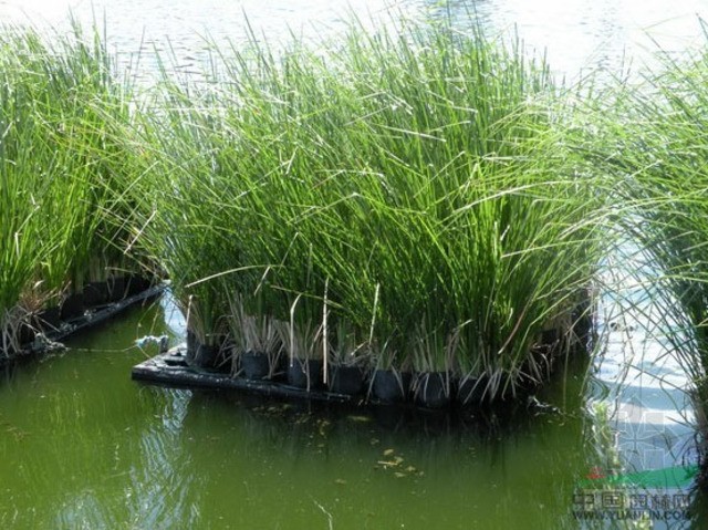 香根草的濕地凈化.保護濕地、治理污水