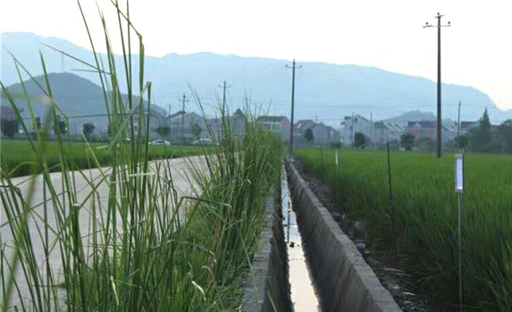 香根草對水土保持增加土壤元素的豐富