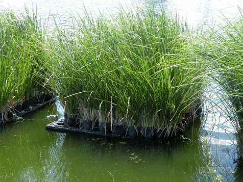 香根草的濕地凈化、治理污水