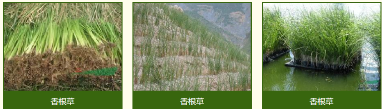 香根草的基本產(chǎn)業(yè)模式(圖1)