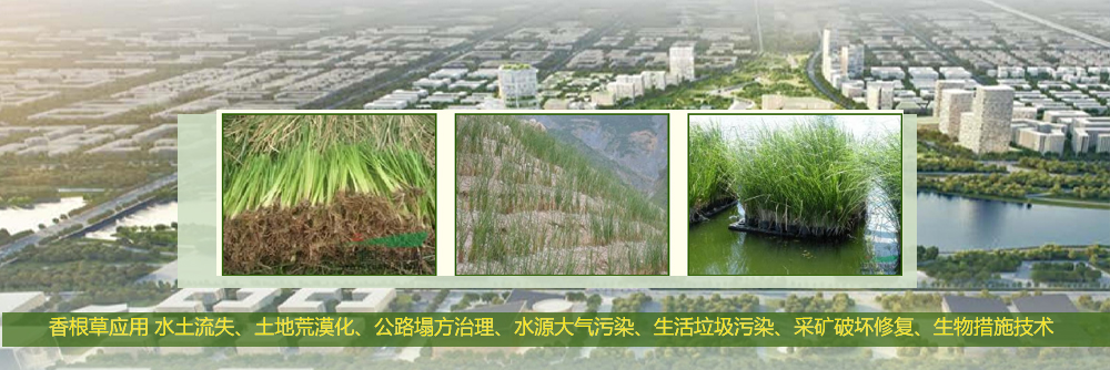 打造特色的彩化苗、牧草等種苗與產(chǎn)業(yè)化基地示范(圖1)