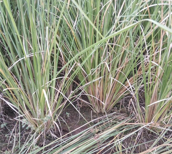 香根草/巖蘭草的快速育苗方法(圖1)